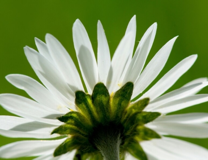 Оздоровительная - Лечебные программы - Санаторий «им. Димитрова» Кисловодск